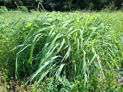 苗栗的丘陵地形環境適合種植香茅草 (火炎山生態教育館提供)